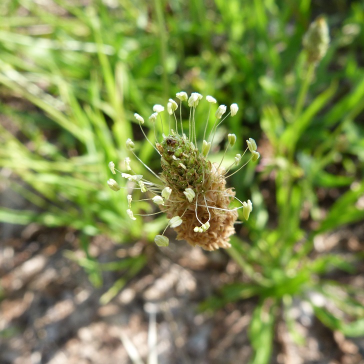 Plante - Plantago lanceolata