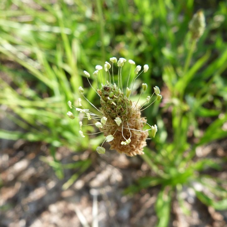 plantago-lanceolata.jpg