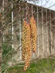 Alnus glutinosa