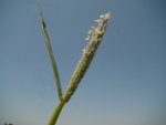 Alopecurus pratensis