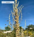 Artemisia vulgaris