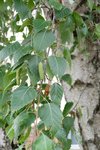 Betula pendula