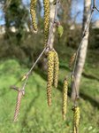 Betula pendula