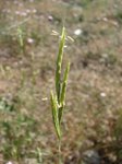 Brachypodium ramosum