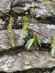 Carpinus betulus