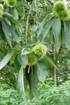 Castanea sativa