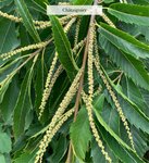 Castanea sativa