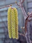 Corylus avellana