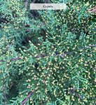 Cupressocyparis leylandii