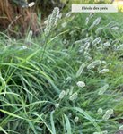 Phleum pratense