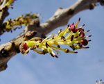 Fraxinus excelsior