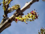 Fraxinus angustifolia