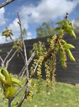 Quercus robur