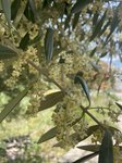 Olea europaea