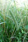 Phleum pratense