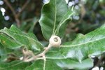 Quercus ilex