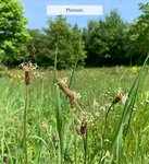 Plantago lanceolata
