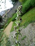 Artemisia vulgaris