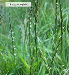Lolium perenne
