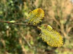 Salix caprea