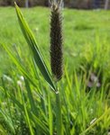 Alopecurus geniculatus