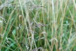 Poa pratensis