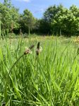 Plantago lanceolata