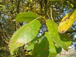 Salix caprea